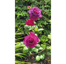 Närbild av rosenblommor med gröna blad i trädgården