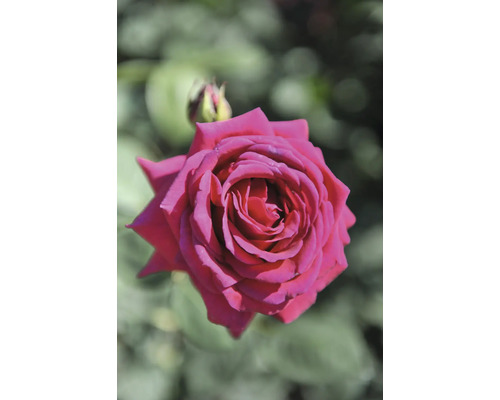 Närbild av en öppen ros med blomknopp