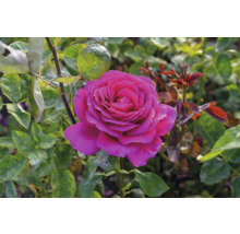 Närbild av en rosa ros i trädgården.