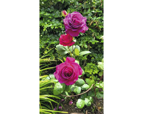 Närbild av rosenblommor med gröna blad i trädgården