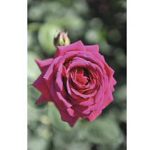 Närbild av en öppen ros med blomknopp