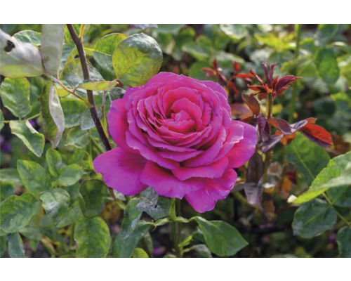 Närbild av en rosa ros i trädgården.