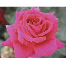 Närbild av en enda rosa ros med vattendroppar på kronbladen.