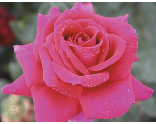 Ros OMNIA GARDEN Rosa Big Purple 'Stebigpu' (Tehybrid-Gruppen) 10-pack Närbild av en enda rosa ros med vattendroppar på kronbladen.