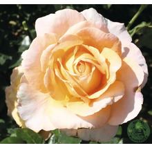 Närbild av en enstaka rosblomma