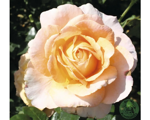 Närbild av en enstaka rosblomma