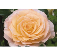 Närbild av en enda ros