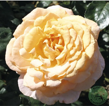 Närbild av en enda gul ros.