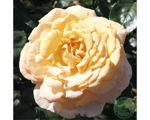 Närbild av en enda gul ros.