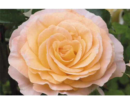 Närbild av en enda ros