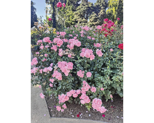 Rosrabatt med olika sorters rosor i trädgården.