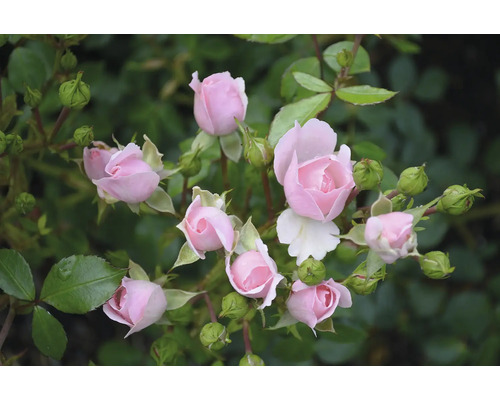 Närbild av rosa rosenblommor med gröna blad
