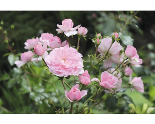 Närbild av rosa rosenblommor i trädgården