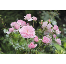 Närbild av rosa rosenblommor i trädgården