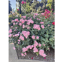 Rosrabatt med olika sorters rosor i trädgården.