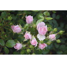 Närbild av rosa rosenblommor med gröna blad