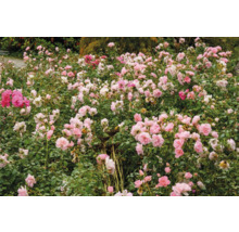 Blomstbädd med rosa rosor i trädgården