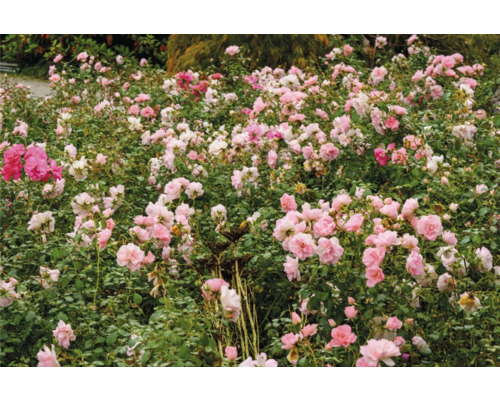 Blomstbädd med rosa rosor i trädgården