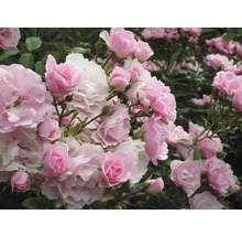 Närbild av rosa rosenblommor