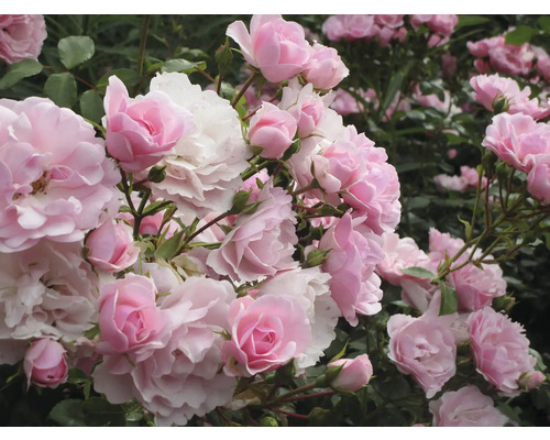 Närbild av rosa rosenblommor