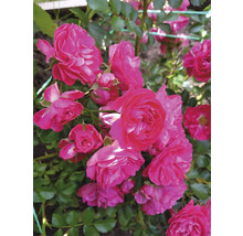 Närbild av rosa rosenblommor