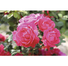 Närbild av rosa rosenblommor