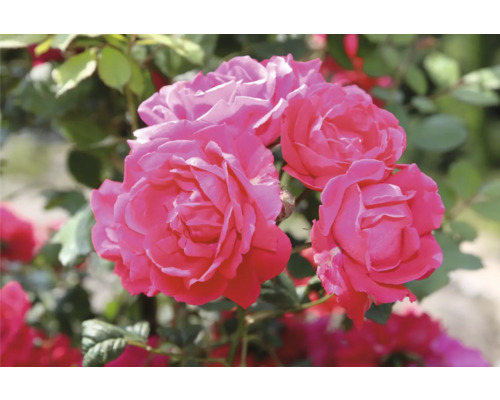 Närbild av rosa rosenblommor
