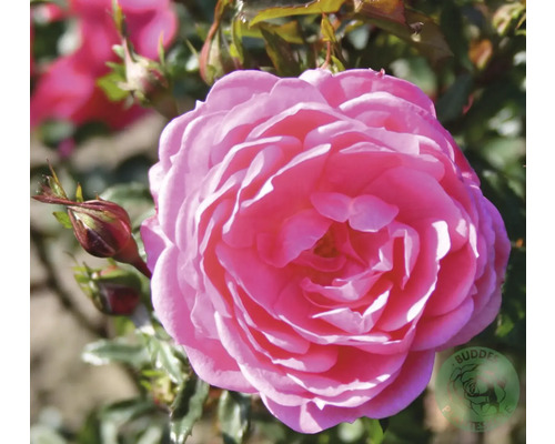 Närbild av en rosa ros i trädgården