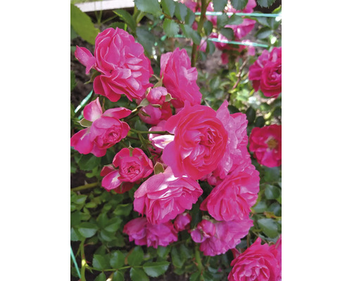 Närbild av rosa rosenblommor