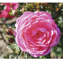 Närbild av en rosa ros i trädgården