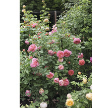 Rosbuske med rosa blommor i trädgården