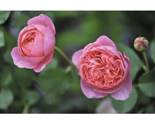 Närbild av två rosa rosor med knopp