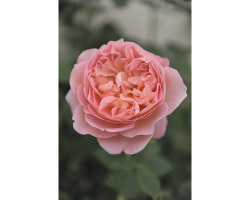 Närbild av en enda rosa ros