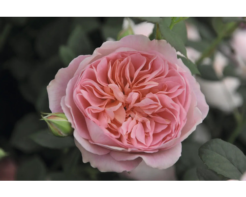 Närbild av en enda rosa ros med knopp och blad