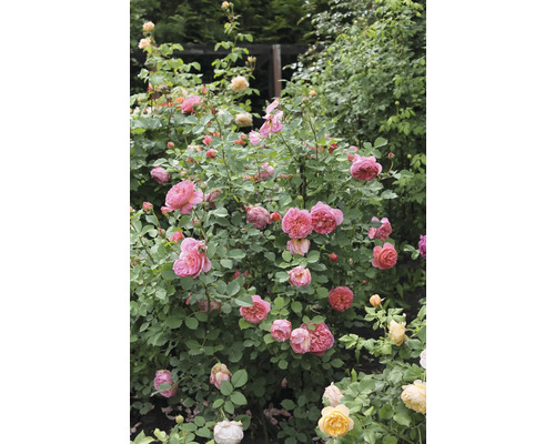 Rosbuske med rosa blommor i trädgården