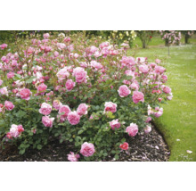 Rosabuske med rosa blommor i en trädgård.