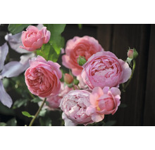 Närbild av rosa rosenblommor med gröna blad