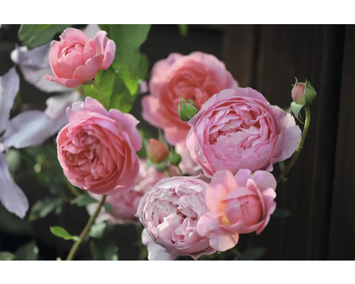Närbild av rosa rosenblommor med gröna blad