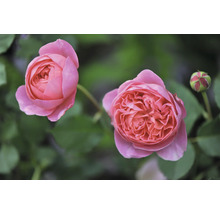 Närbild av två rosa rosor med knopp