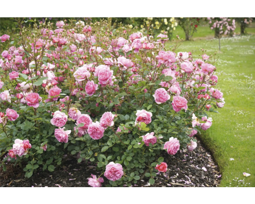 Rosabuske med rosa blommor i en trädgård.
