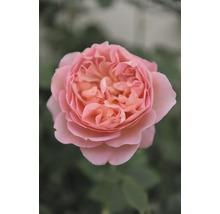 Närbild av en enda rosa ros