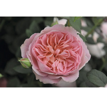 Närbild av en enda rosa ros med knopp och blad