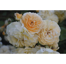 Närbild av blommande rosor i trädgården