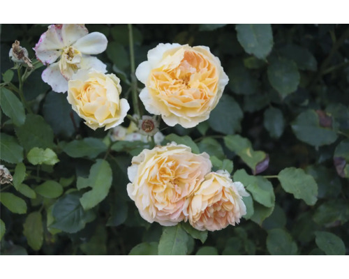 Gula rosenblommor i trädgården