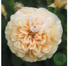 Närbild av fylld ros