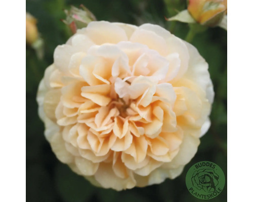 Ros OMNIA GARDEN Rosa 'Buff Beauty' (Moschata-Gruppen) 5-pack Närbild av fylld ros