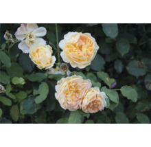 Gula rosenblommor i trädgården