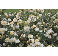 Rosbuske med många gulaktiga blommor