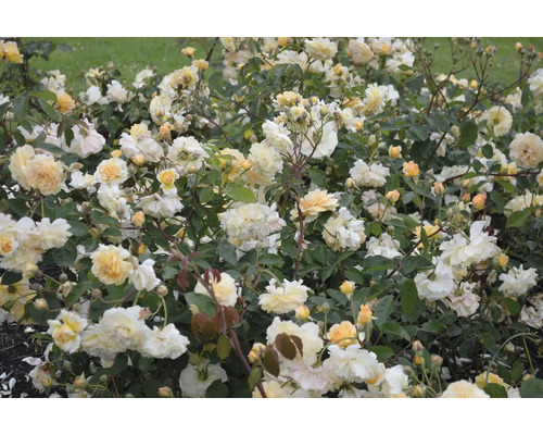 Rosbuske med många gulaktiga blommor