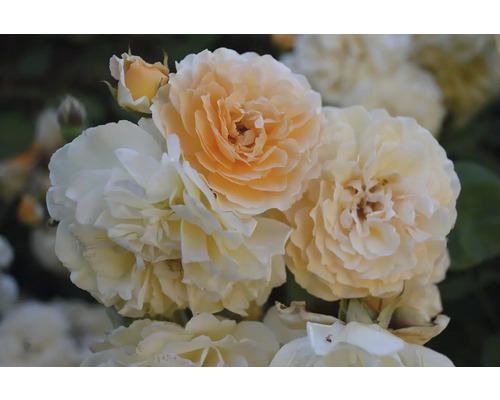 Närbild av blommande rosor i trädgården